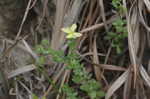 Pineland St. Johnswort